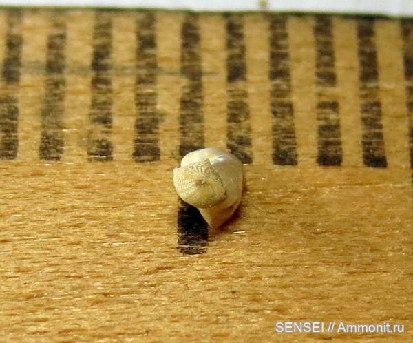 фораминиферы, сармат, Кубань, Elphidiidae