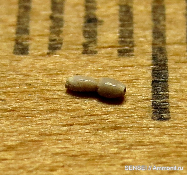 фораминиферы, сармат, Кубань