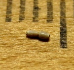 Articulina problema cf. Bogdanowich.