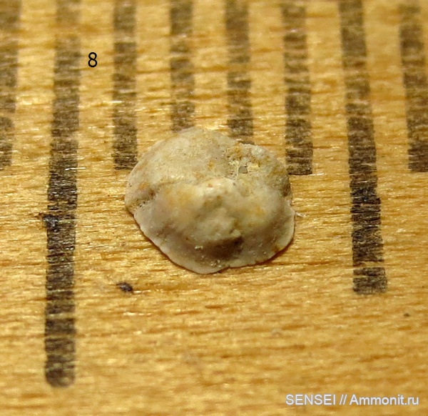 фораминиферы, сармат, Кубань