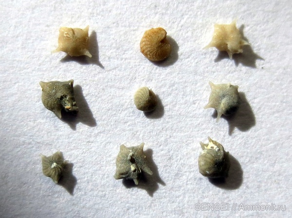 фораминиферы, сармат, Кубань