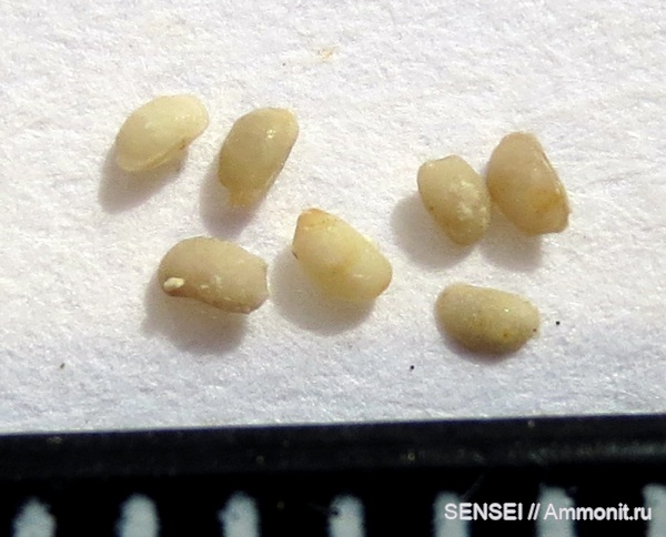 остракоды, сармат, Кубань