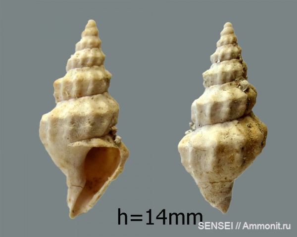 сармат, Кубань, Duplicatula