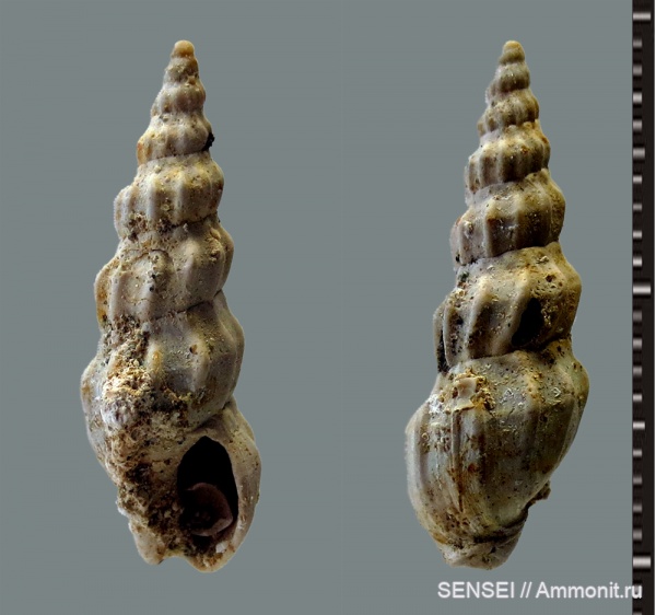 гастроподы, сармат, Кубань, Duplicatula