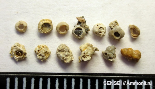 фораминиферы, сармат, Кубань