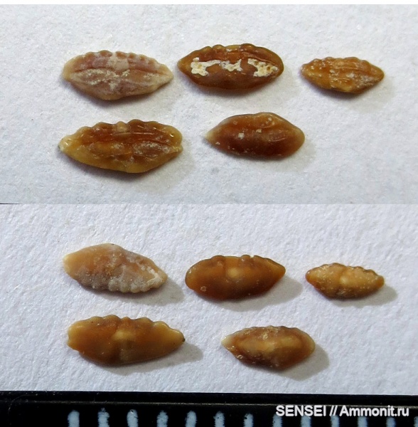 сармат, Кубань, отолиты