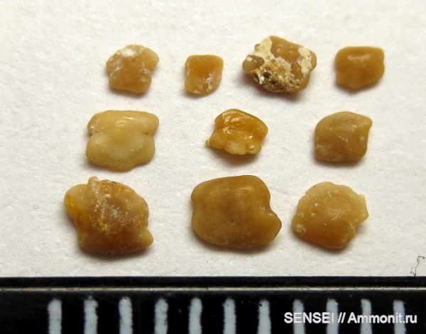 сармат, Кубань, отолиты