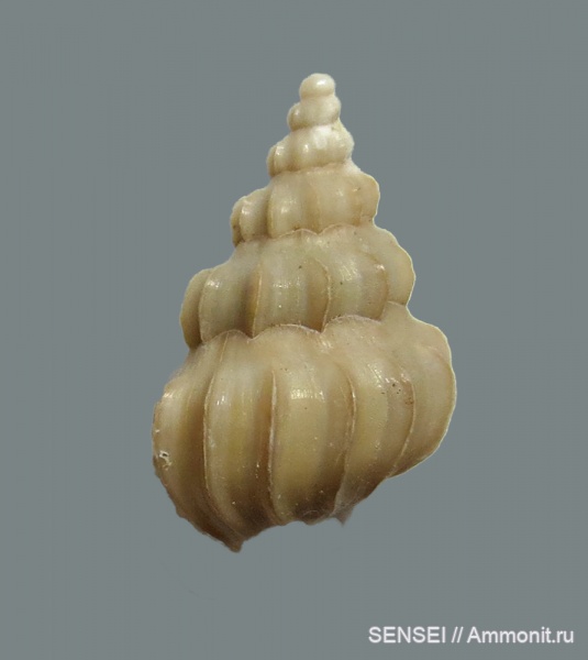 гастроподы, сармат, Кубань