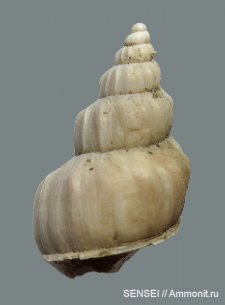 гастроподы, сармат, Кубань