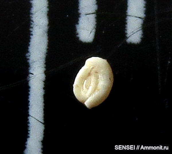 фораминиферы, сармат, Кубань, Miliolidae, Quinqueloculina