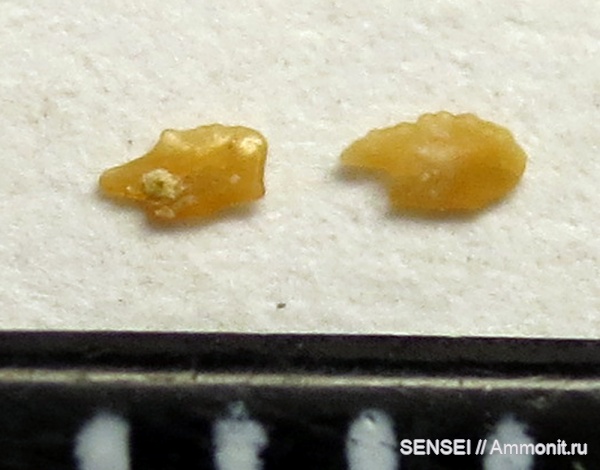 сармат, Кубань, отолиты