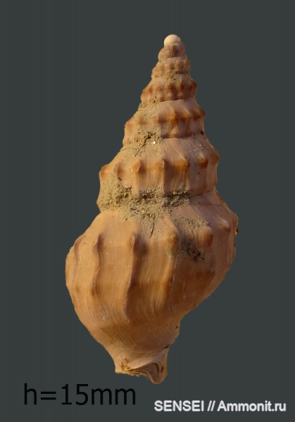 сармат, Кубань, Akburunella