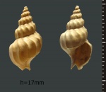 Akburunella planicostata, in litt. (?)