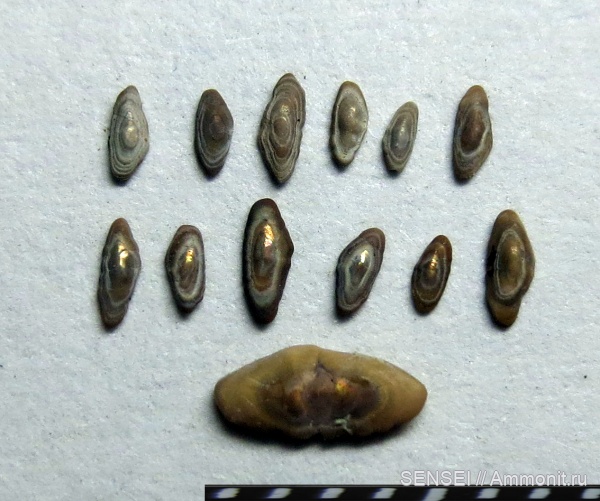 рыбы, сармат, Кубань, отолиты