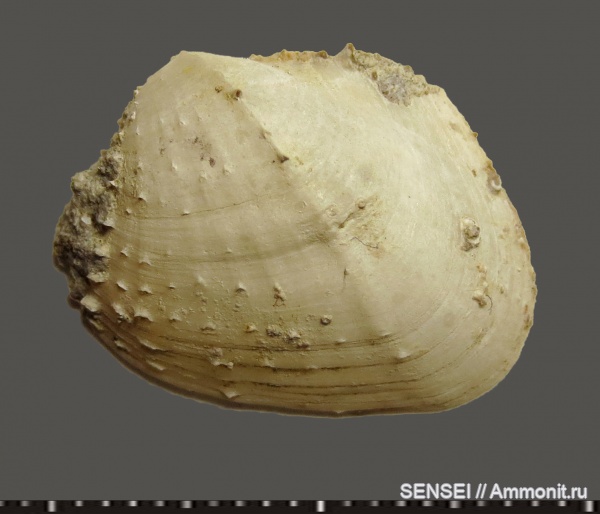 двустворки, сармат, Кубань