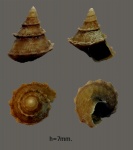 Gibbula  minor.