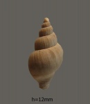 Новая Akburunella.