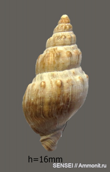 гастроподы, сармат, Кубань, Akburunella