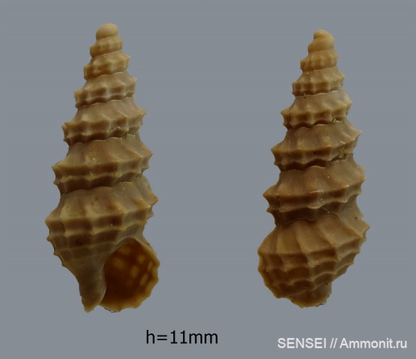 гастроподы, сармат, Кубань, Akburunella, Akburunella caucasica