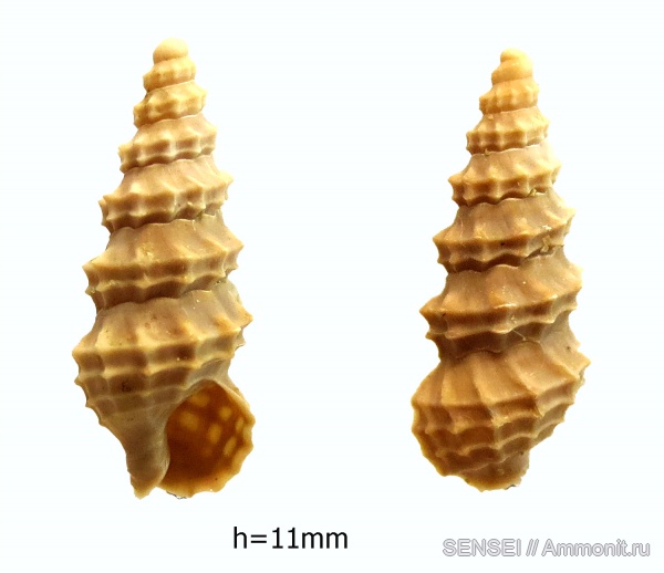гастроподы, сармат, Кубань, Akburunella, Akburunella caucasica