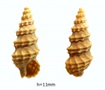 Akburunella caucasica.