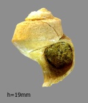 Gibbula beaumonti.(?)