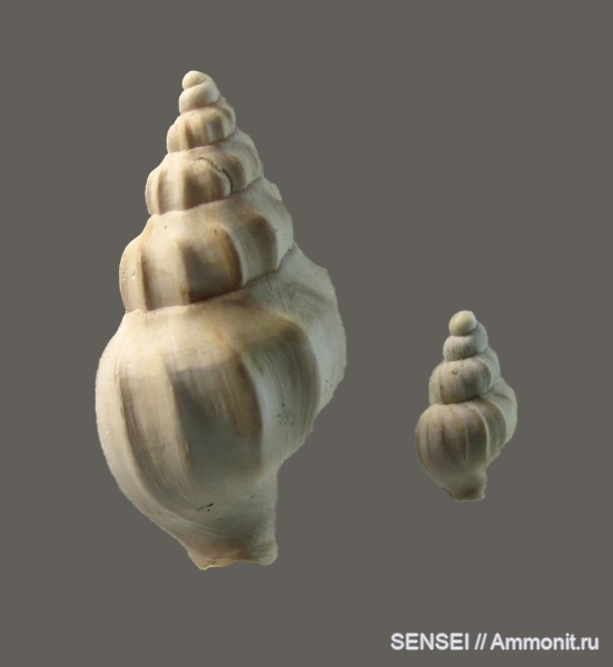 гастроподы, сармат, Кубань, Akburunella scabra