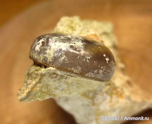 зубы рыб, Lepidotes