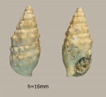 Thericium zhizhchenkoi.