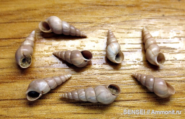 прижизненная окраска, сармат, Кубань, Turricaspia pseudocaspia