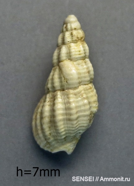 Кубань, Чокрак, Nassarius claudus