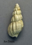 Nassarius claudus.