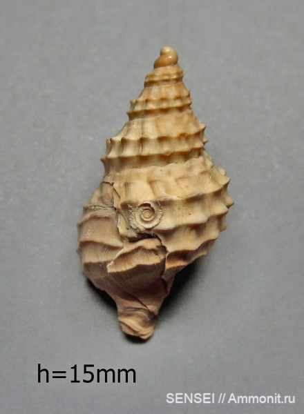 прижизненные повреждения, сармат, обрастание, Кубань, Akburunella enikalensis