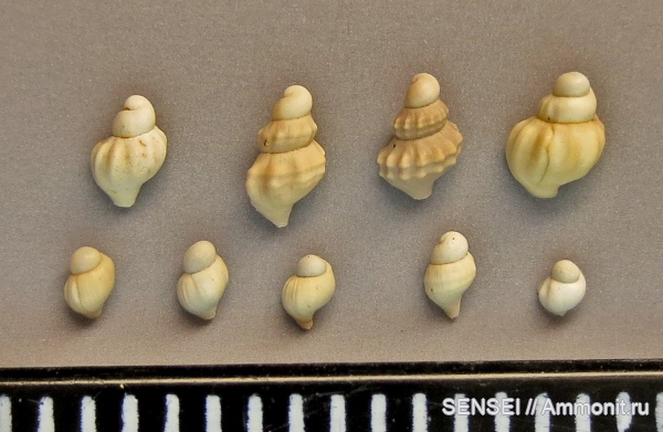 гастроподы, сармат, Кубань, Akburunella