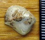 Cryptomactra pesanseris.