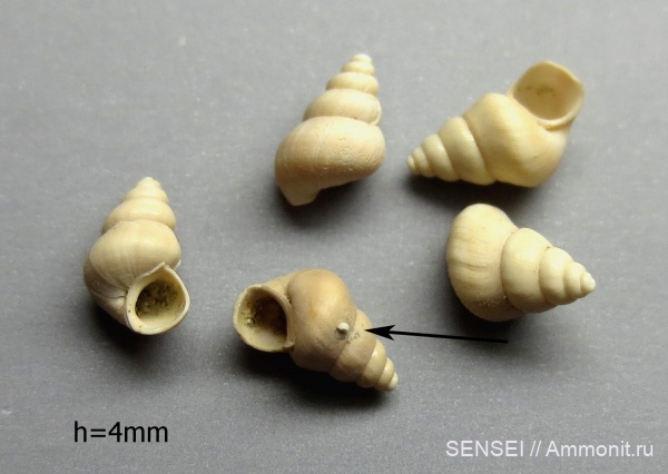 сармат, Кубань, Edrozeba angulata