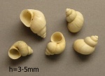 Pomatiasia cyclostomoides.