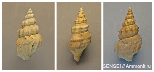 прижизненные повреждения, сармат, Кубань, аномалии развития