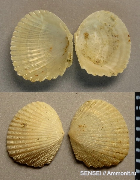 сармат, Кубань, Obsoletiformes bajarunasi