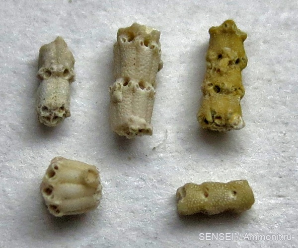 сармат, Кубань, Schizoporellidae