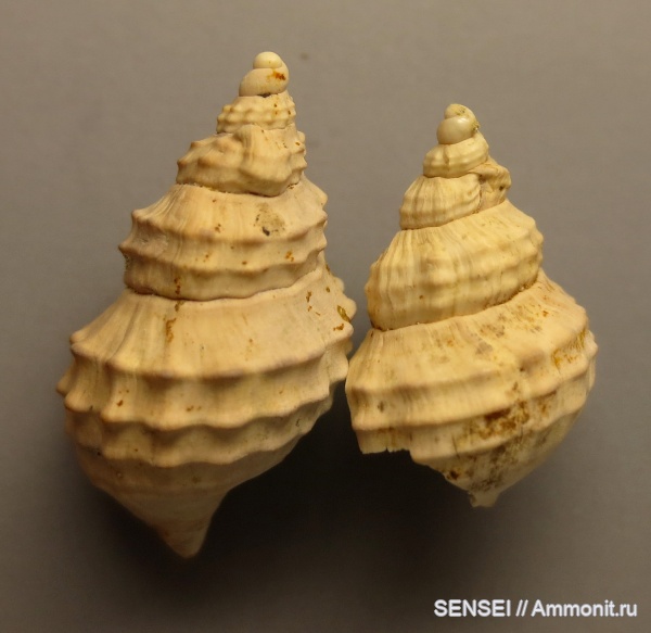 прижизненные повреждения, сармат, Кубань, Akburunella enikalensis