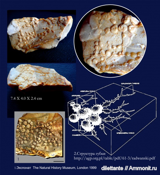 губки, беспозвоночные, верхний мел, Upper Cretaceous