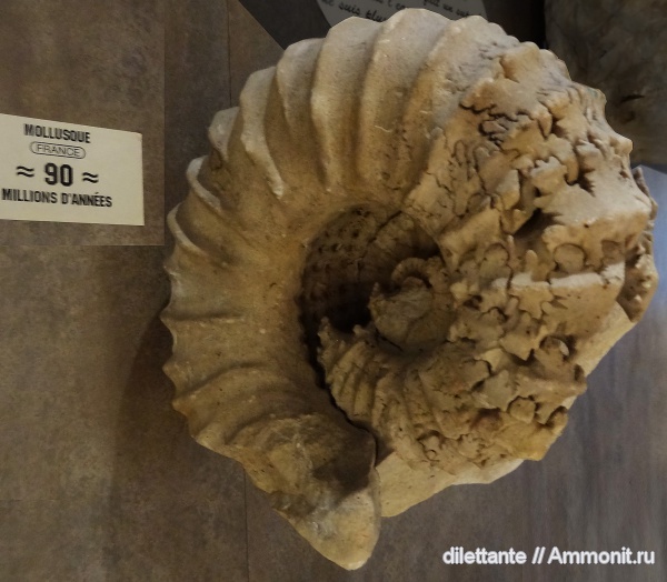 аммониты, музеи, Ammonites, Newboldiceras spinosum, Newboldiceras