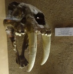 Smilodon californicus, США.Муляж черепа