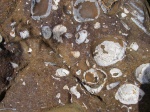Лопатоногие моллюски и двустворки