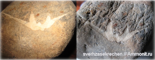 окаменелости, отпечатки, Fossils