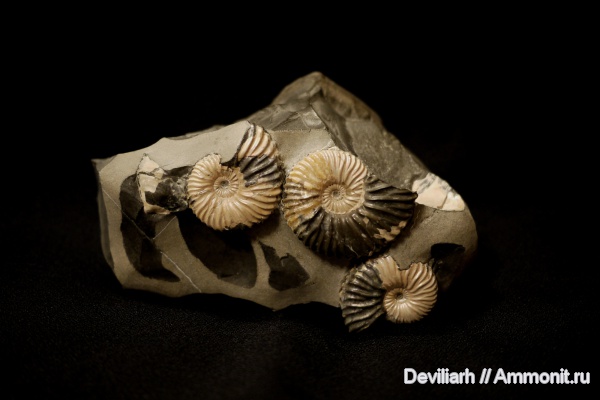 аммониты, головоногие моллюски, Deshayesites, Ammonites, Deshayesites volgensis