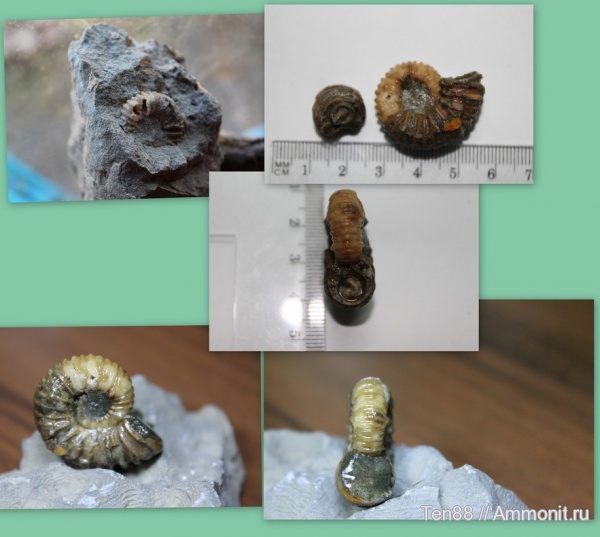 аммониты, Ammonites, р. Кизинча, Мостовский район