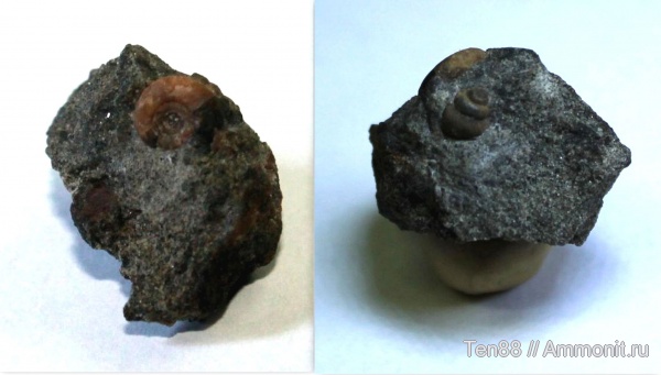 аммониты, гастроподы, Ammonites, р. Губс