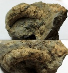 Фрагмент гетероморфного аммонита  Pseudocrioceratites